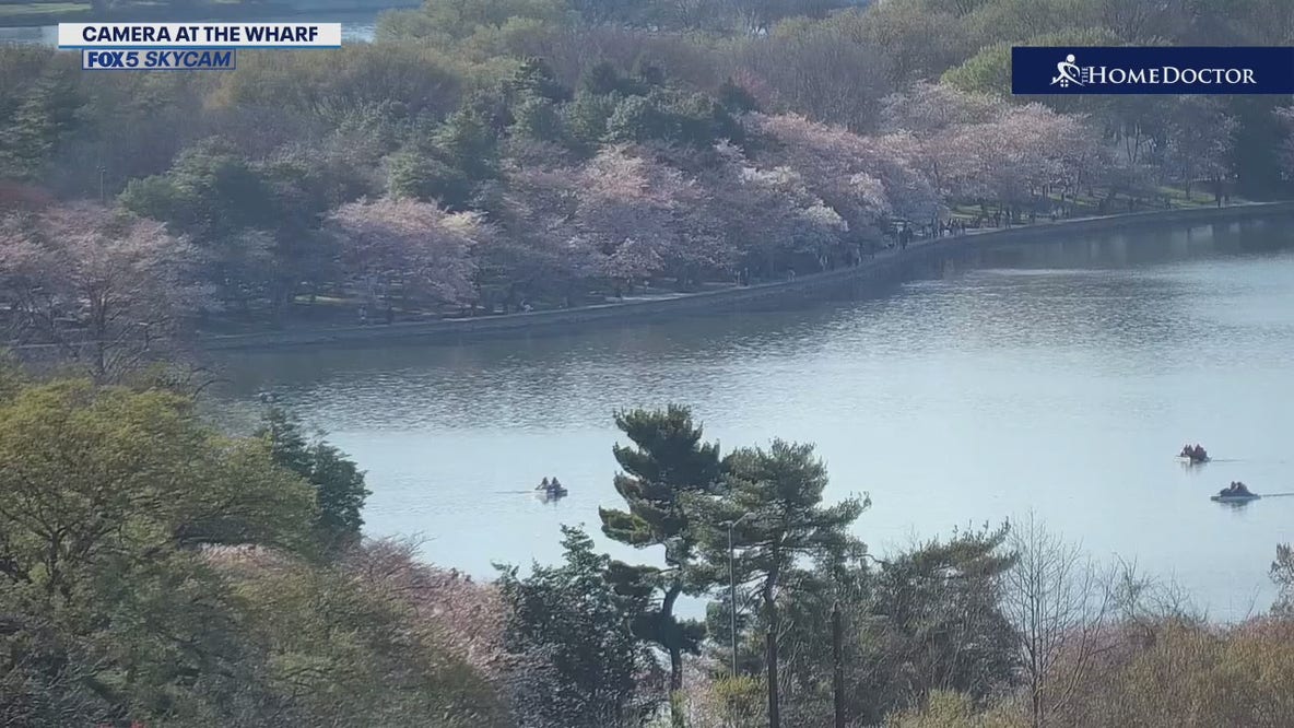 Cherry Blossom Cam at the Wharf